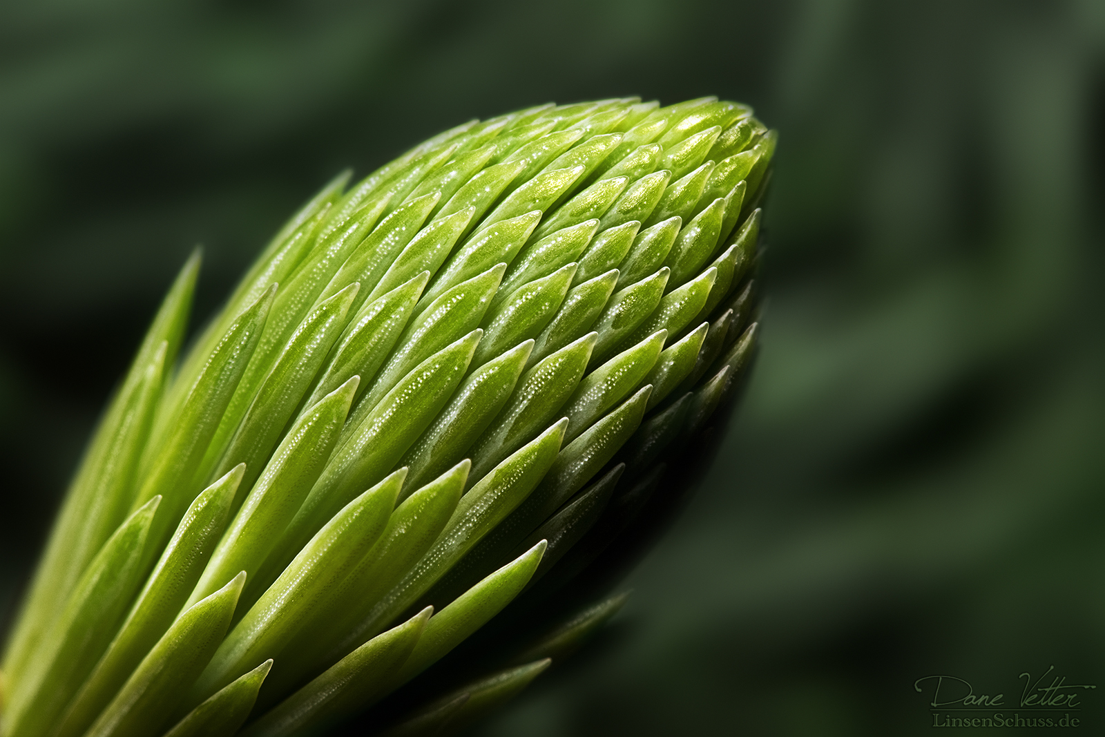 Geburt der gruenen Nadeln